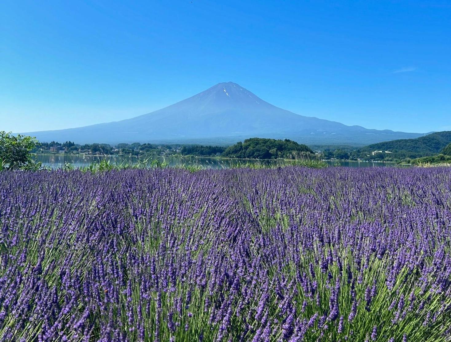 Fuji Fumoto Forest Hotspring ふもとの森温泉 Fujikawaguchiko Exterior foto